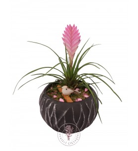 Saksıda Tillandsia Cyanea Aranjmanı